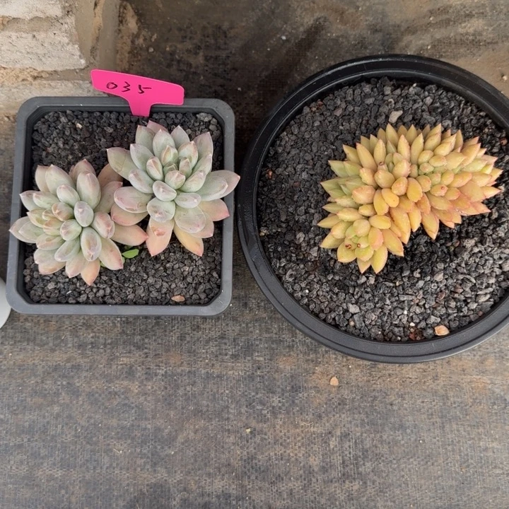 米其林缀化无名氏新号福利价