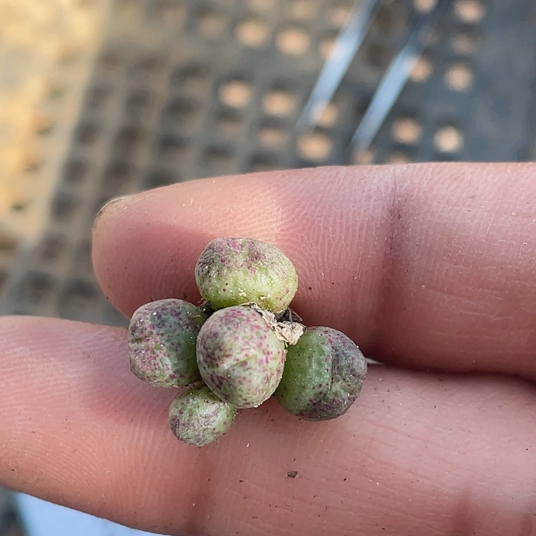 13-78斑马多肉植物