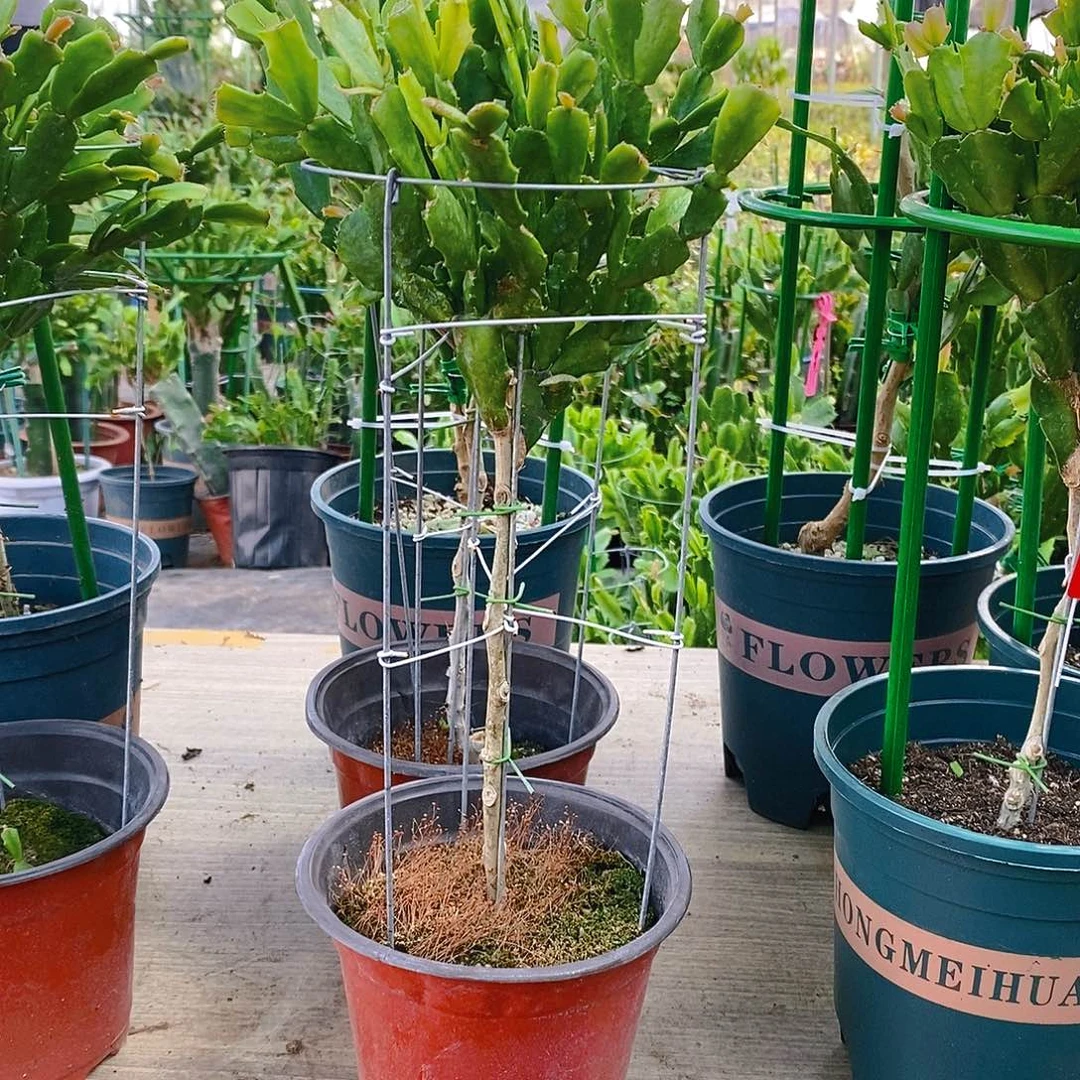 祥***和无花朵重半红色福利