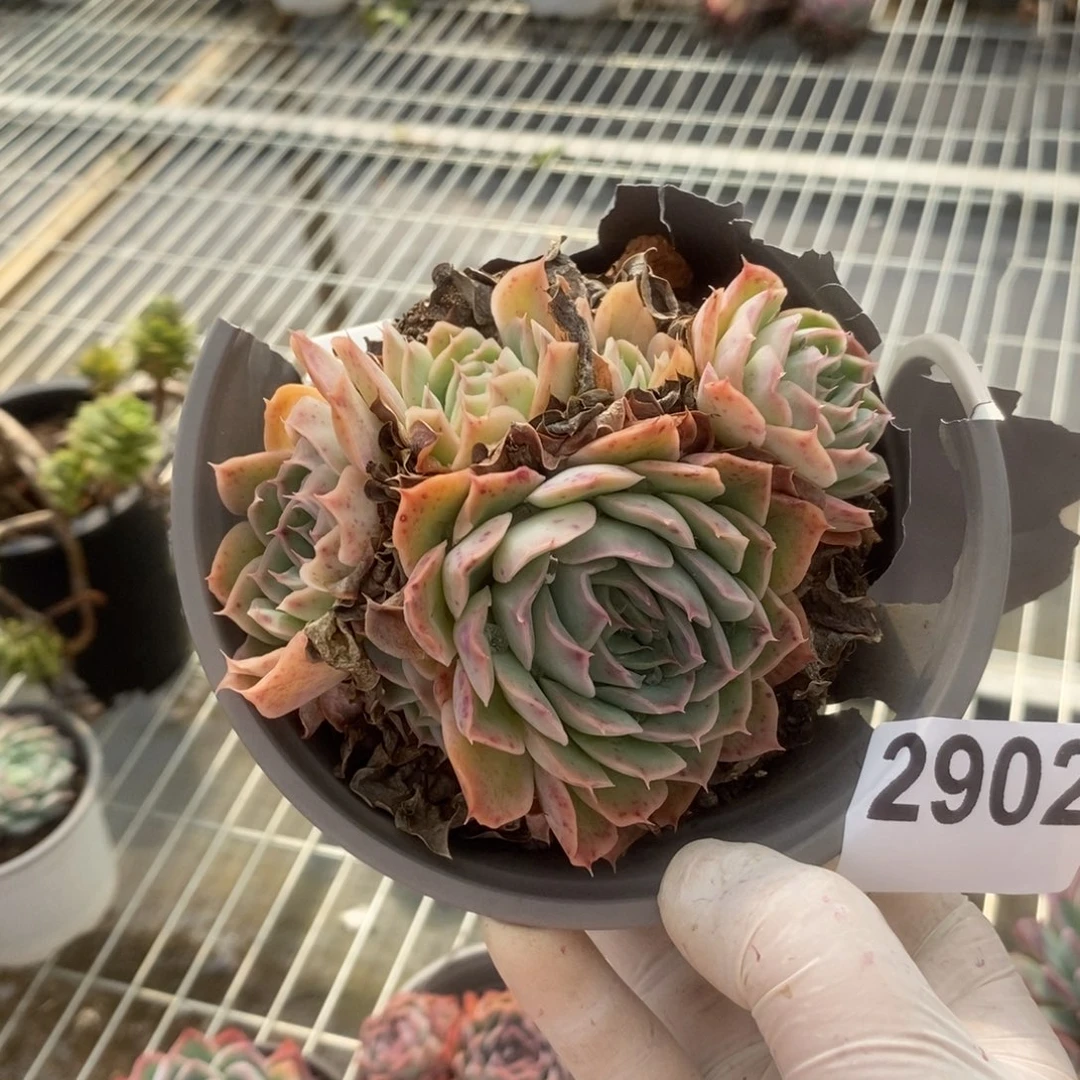 2902冰橙多头一物一拍