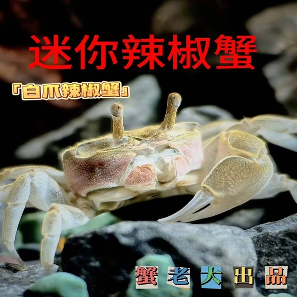 【白爪】迷你辣椒蟹宠物观赏蟹可深水养殖淡水草缸除藻小螃蟹清洁工