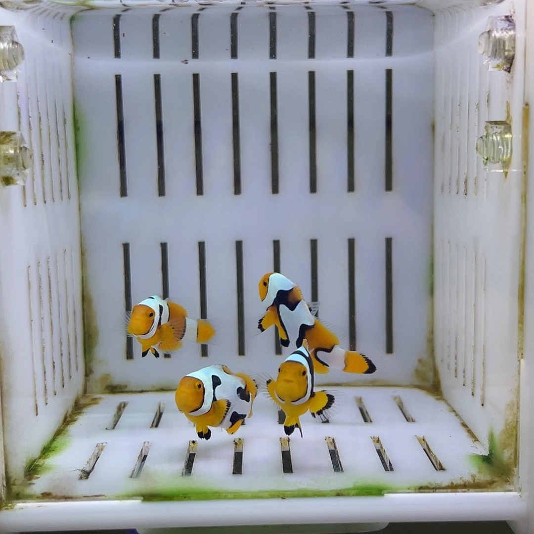 热带海域公 四条毕加索