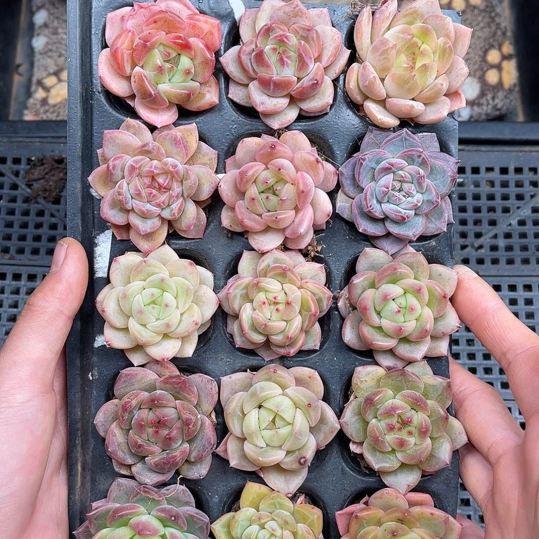 多肉一物一拍29-19