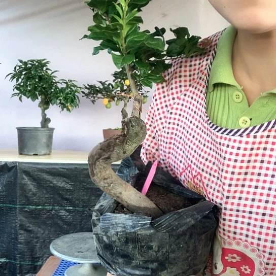 无花朵中国红。