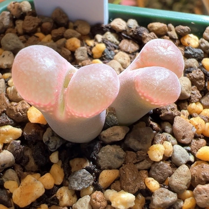 09。青蛙5年肯哈德 小尺寸福利 状态老绝了