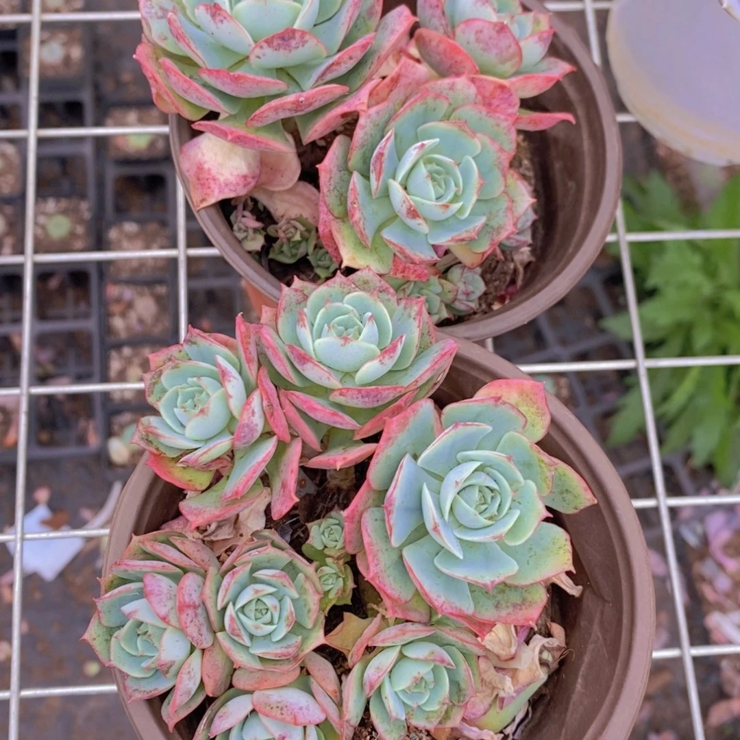 克罗地亚玫瑰多头群生两盆