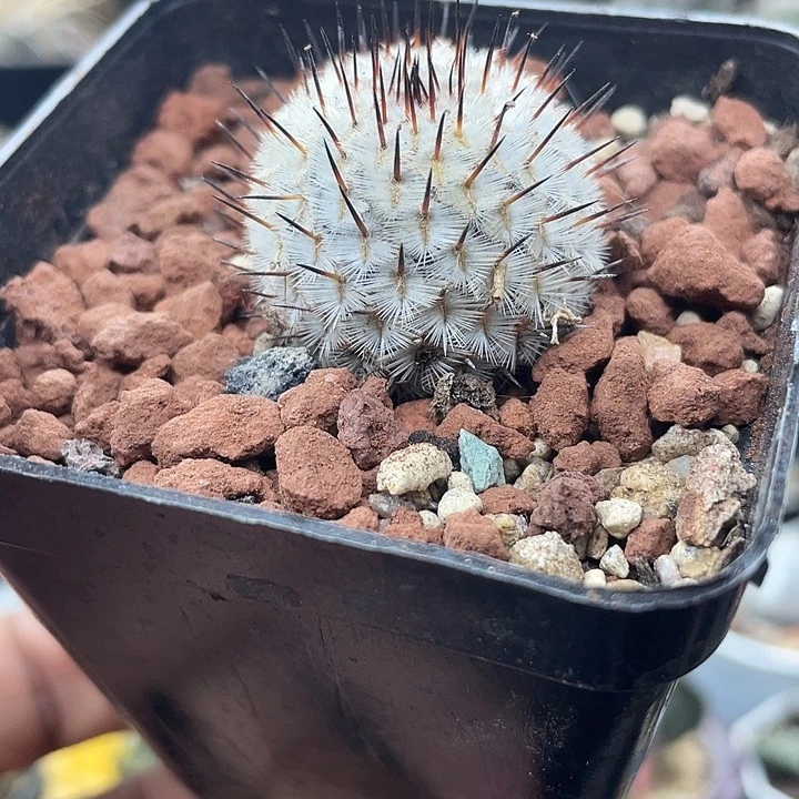 自根直刺佩雷一颗包邮