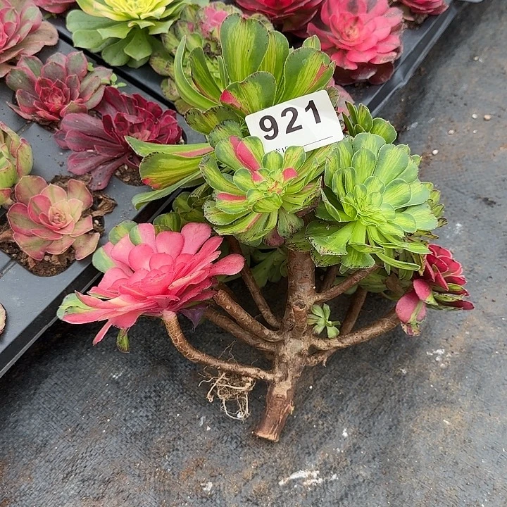 知否多肉植物0921