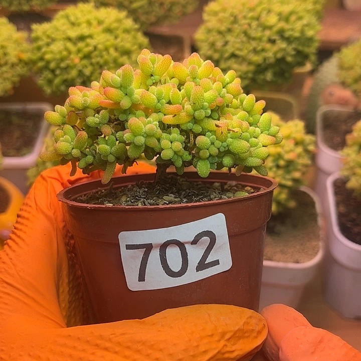 无花朵702蜜桔糖球