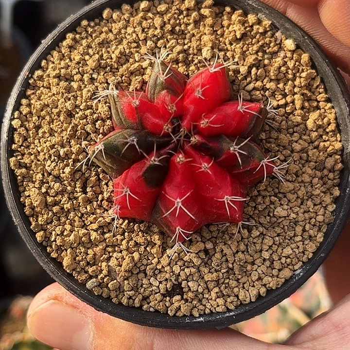 血腥玛丽红一物一拍01