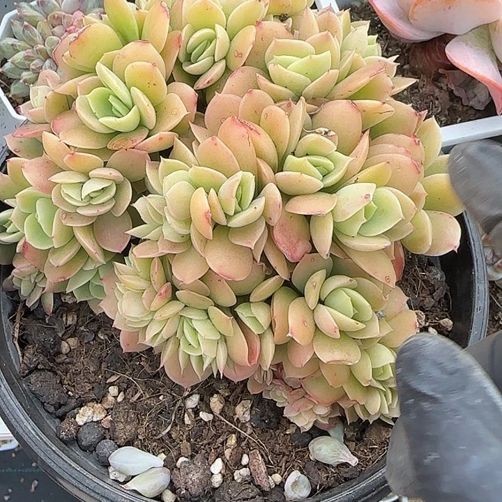 青蛙王子儿童牙膏套装11