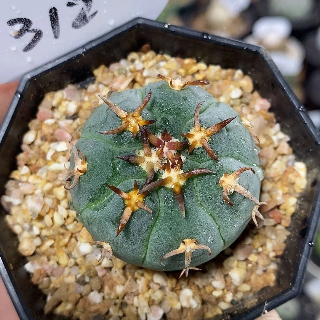 实生猫爪312号 3.7cm