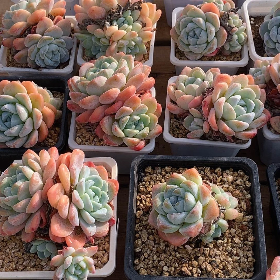 金汇园艺，125白方雪媚娘群