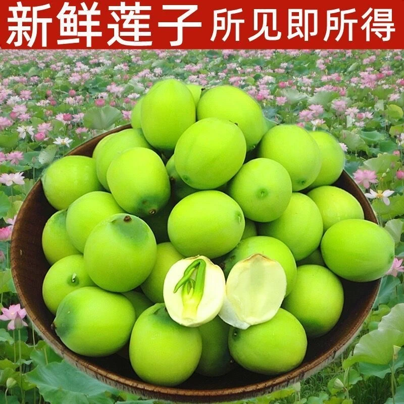 新鲜莲子生吃现摘莲蓬农家孕妇小孩莲子米应季水果莲蓬湘莲