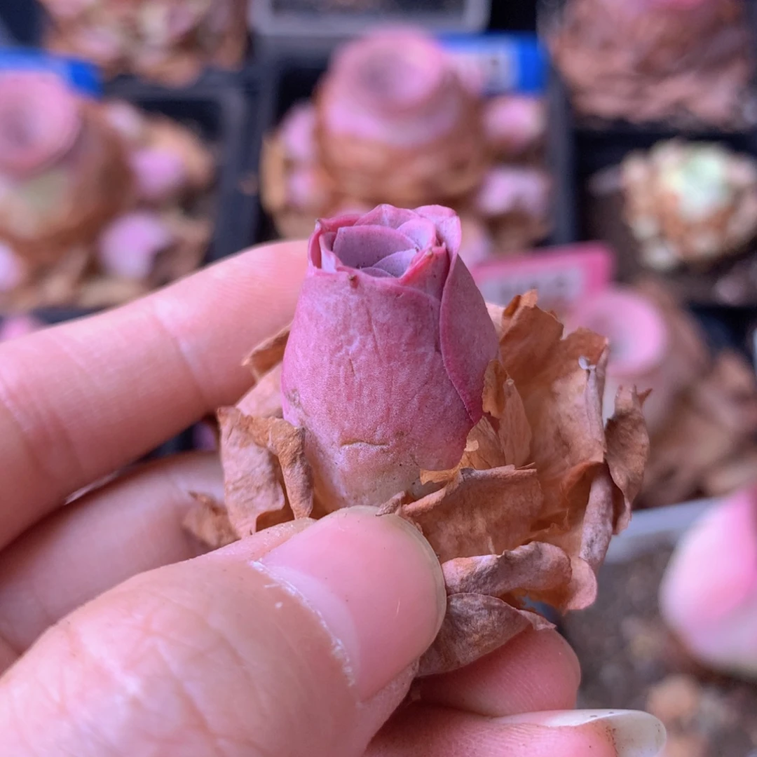 一物一拍绮梦晨光321