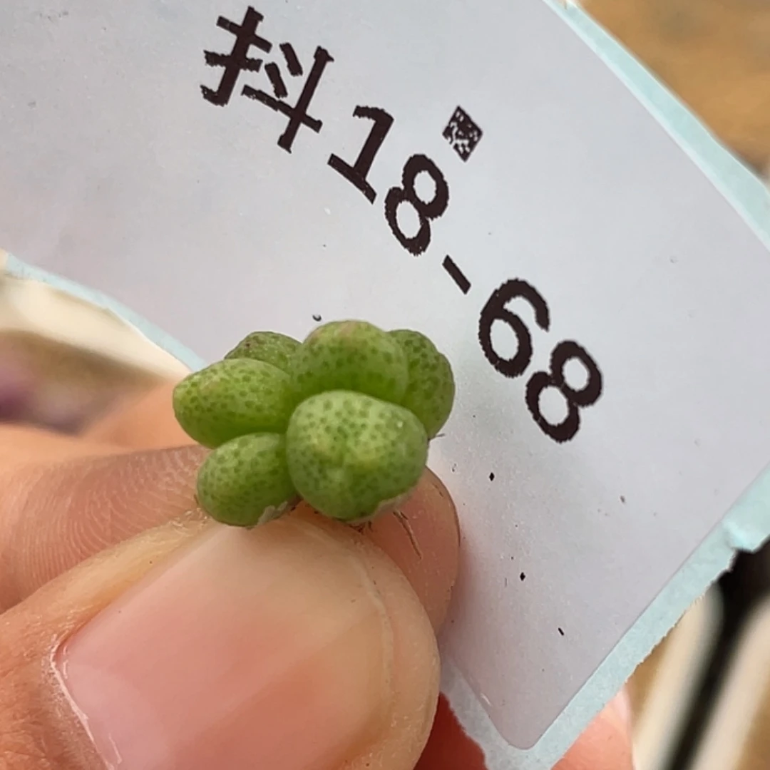 18-68草莓斑马苗奔多肉植物