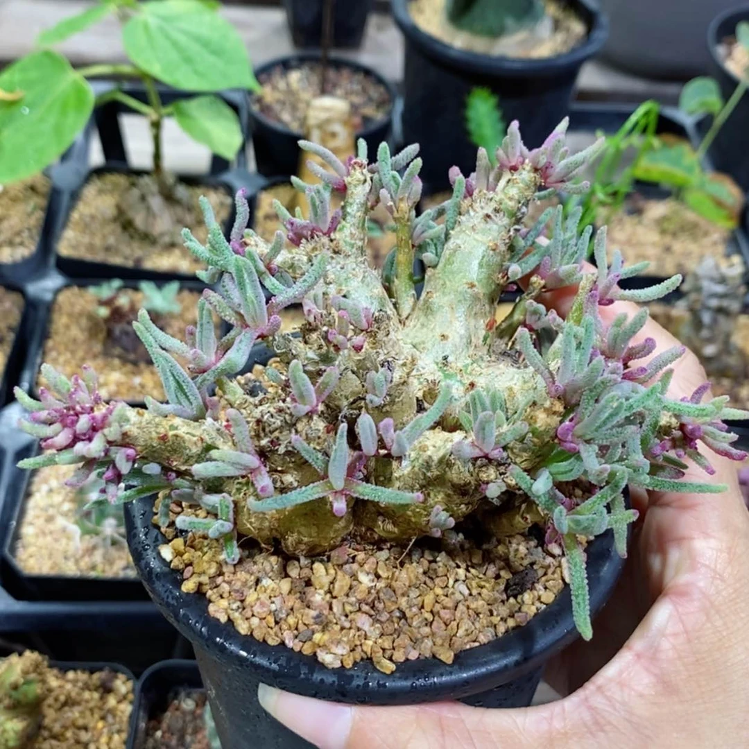 【闪购商品】天赐天赐