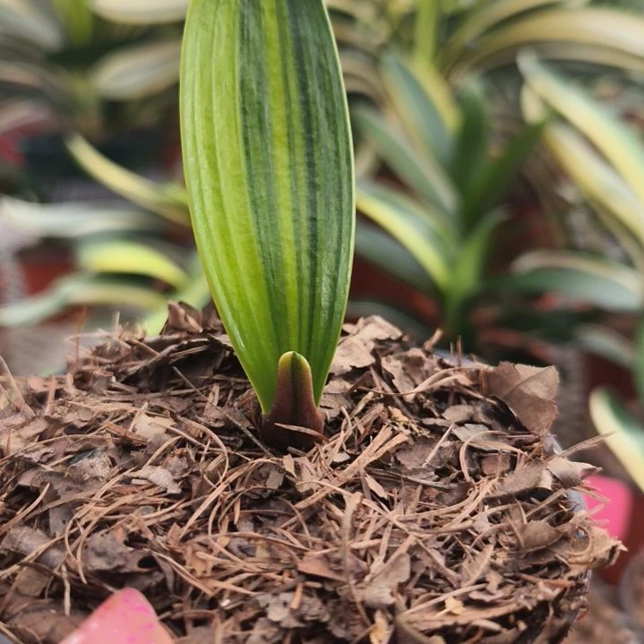 最***爸完全开放墨板鸳鸯放漏18
