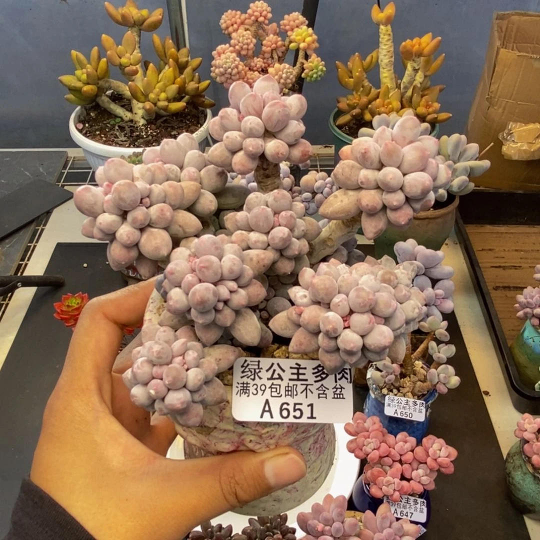 651香水手指奶多肉8c m