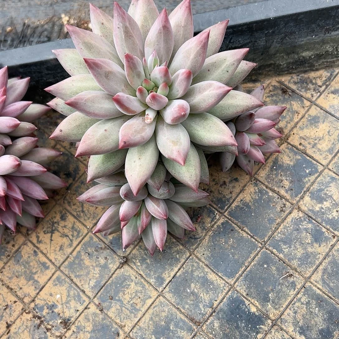 【闪购商品】绿体虞美人