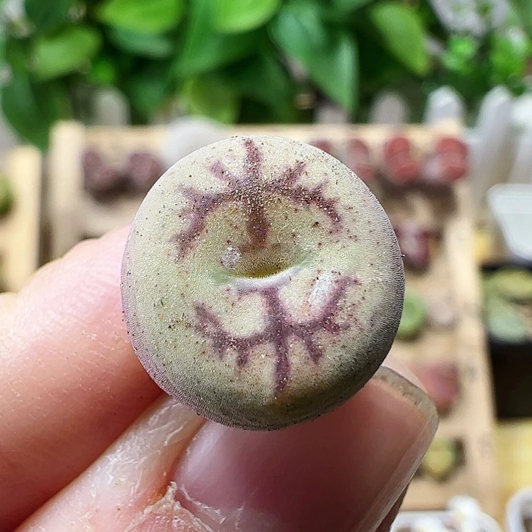 无花朵毛杂一颗包邮………………………