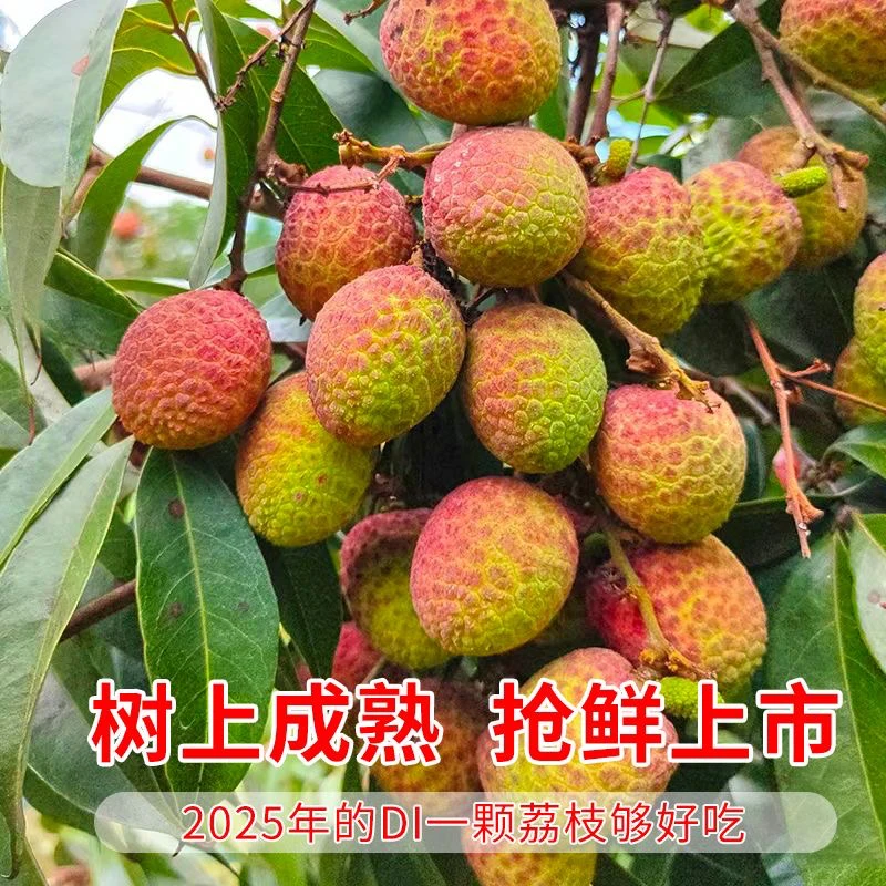 【贝果专属】海南桂花香荔枝1-5斤顺丰京东