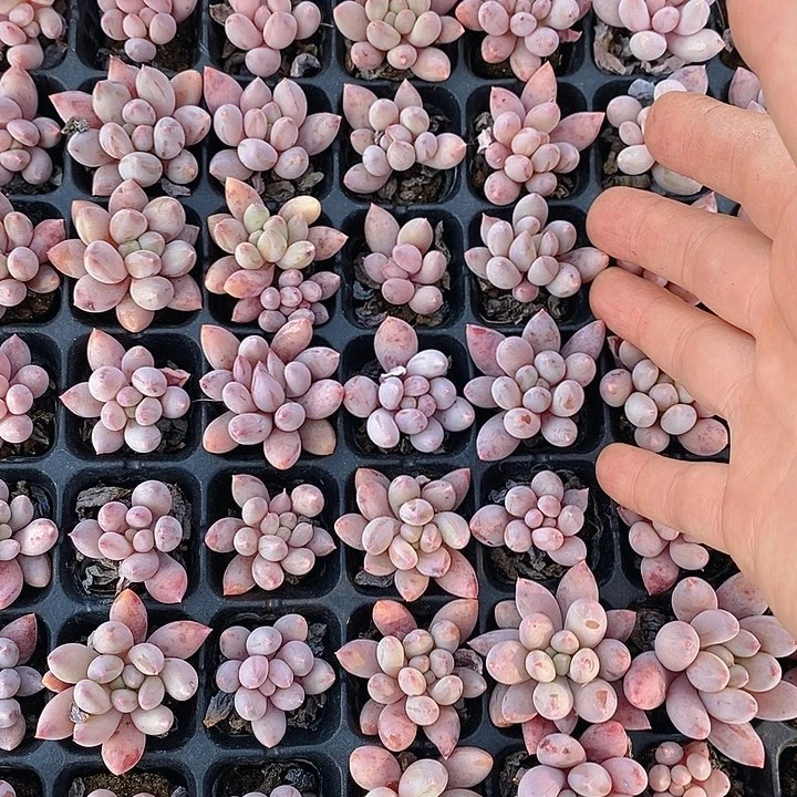 328 多肉植物盆栽花卉植物