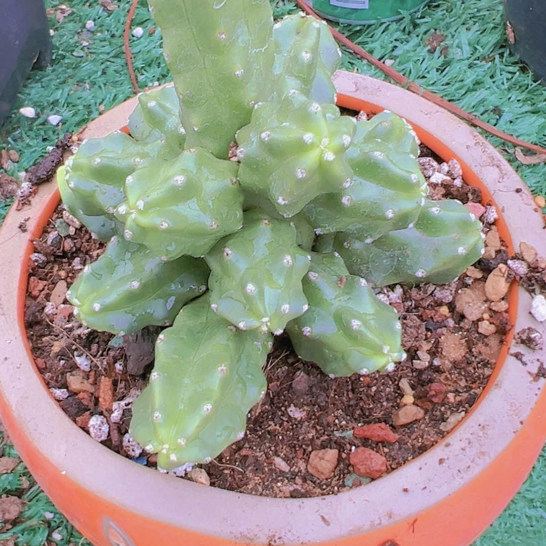 【闪购商品】水仙多肉偏远不拍