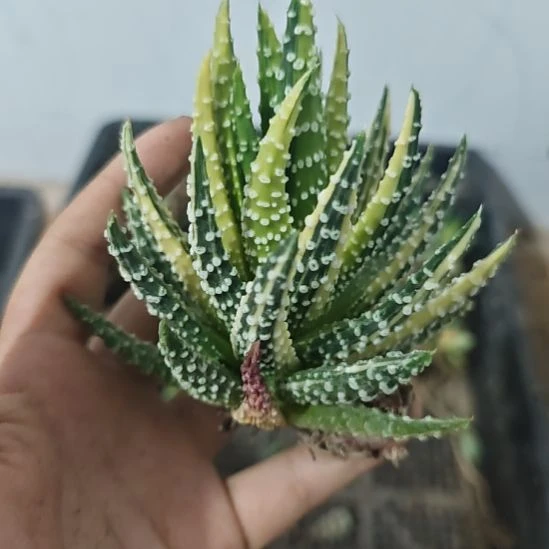 一物一拍，带锦！！！！