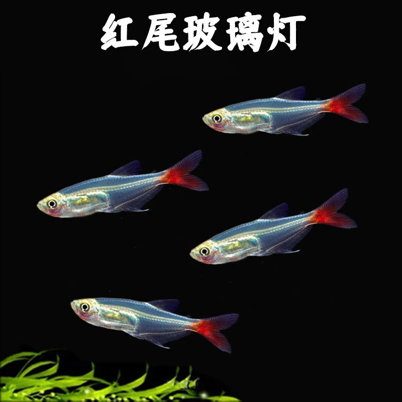 红尾玻璃灯鱼小型鱼水草缸可混养群游活体观赏鱼透明淡水鱼好养活