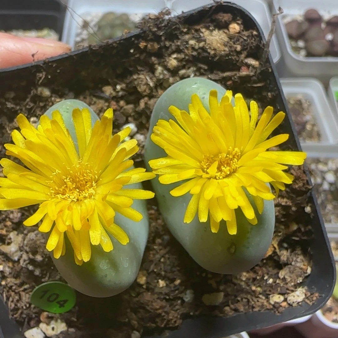 巨无霸杂交多肉植物104