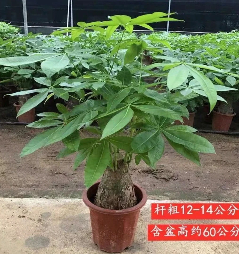 新疆发货发财树盆栽室内绿植盆景树苗办公室招财花卉吸水植物阳台
