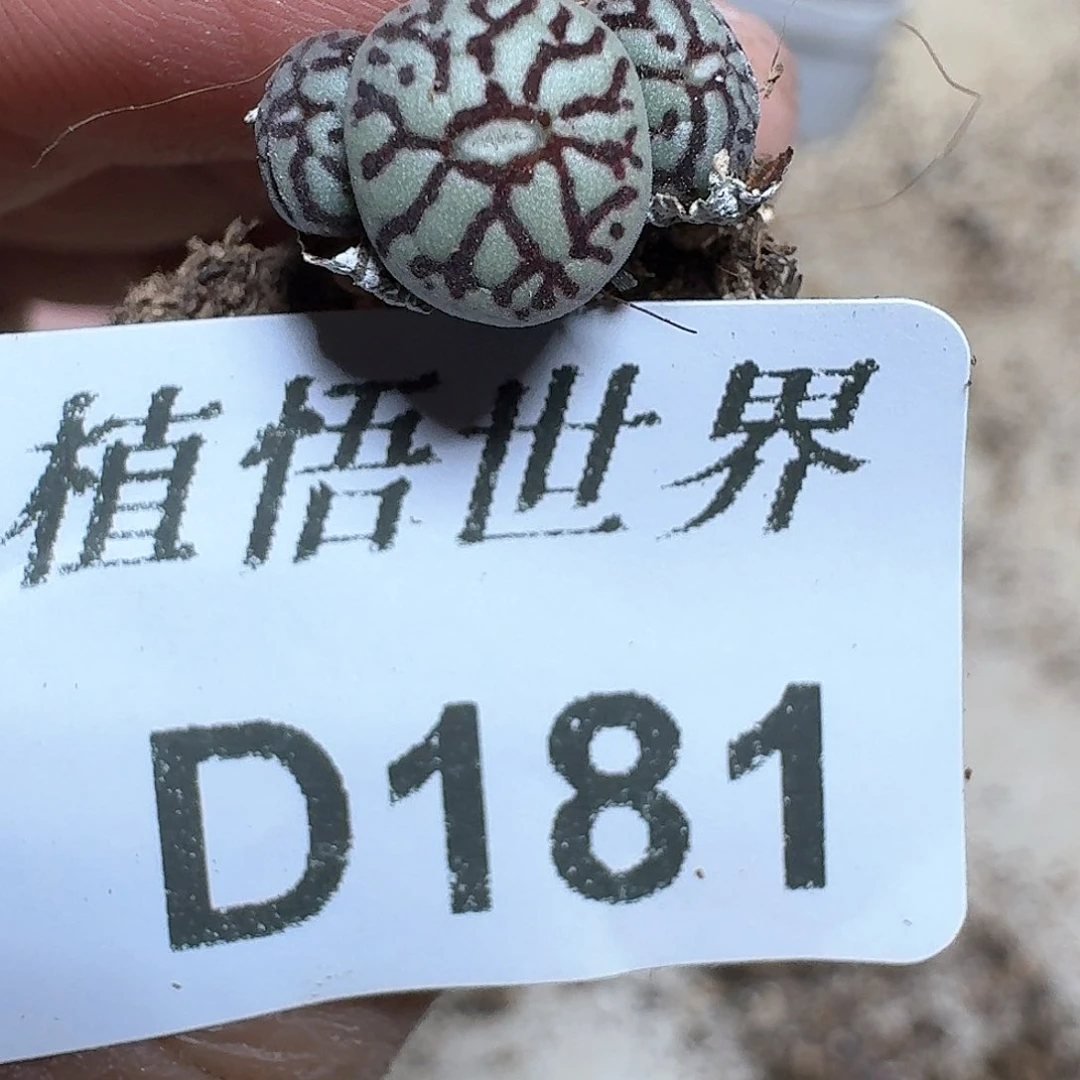 181¥号多肉植物哇cv