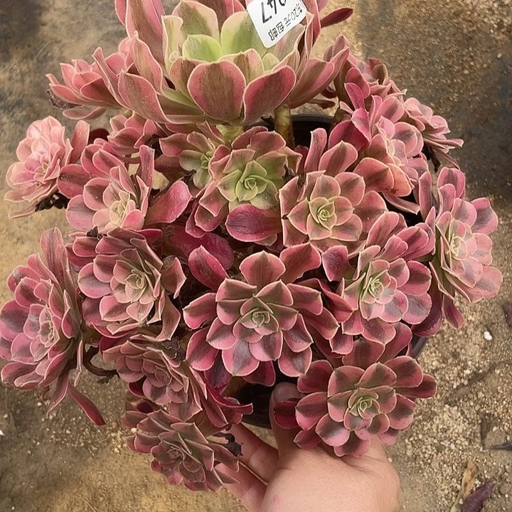 347美杜莎多肉植物福利