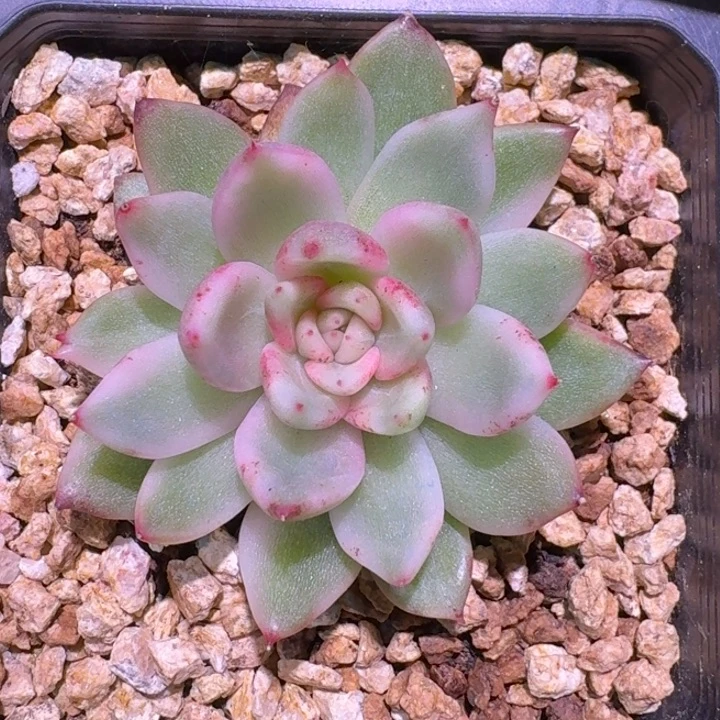 黑玫瑰女王一物一拍