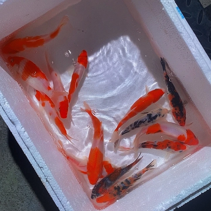 锦鲤锦鲤活鱼开箱包活