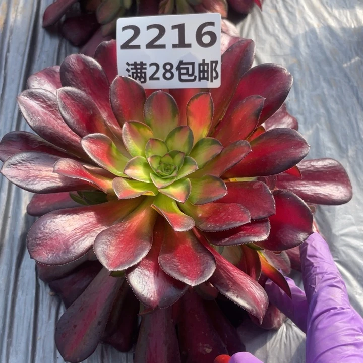2216夕阳多肉植物一号棚M