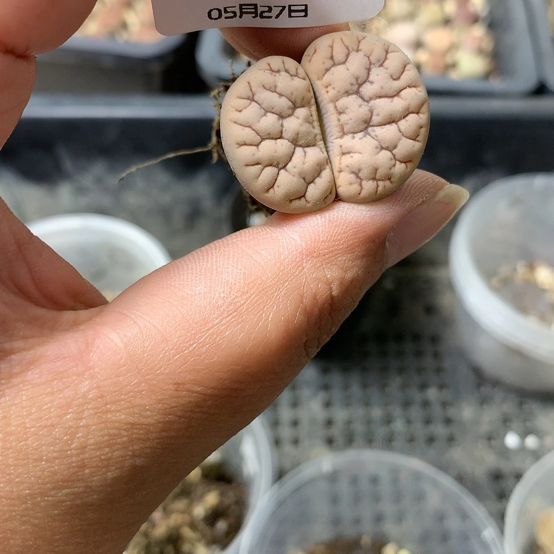 D362多肉植物保护研究所