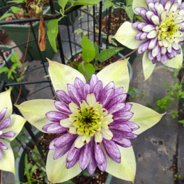 铁线莲 新幻紫 F系丰花勤花四季开花庭院室内外阳台种植花卉