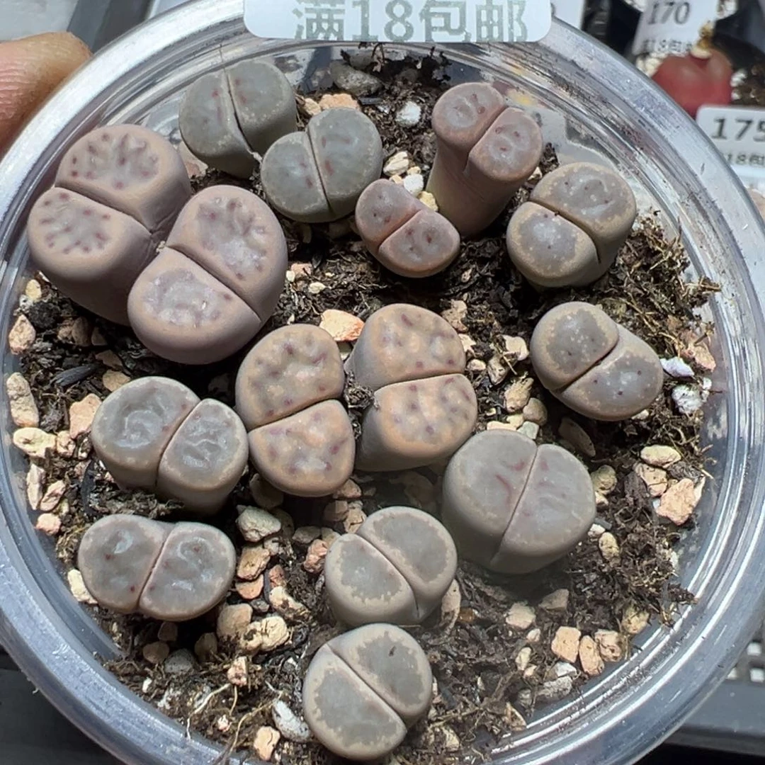 【闪购商品】 182。