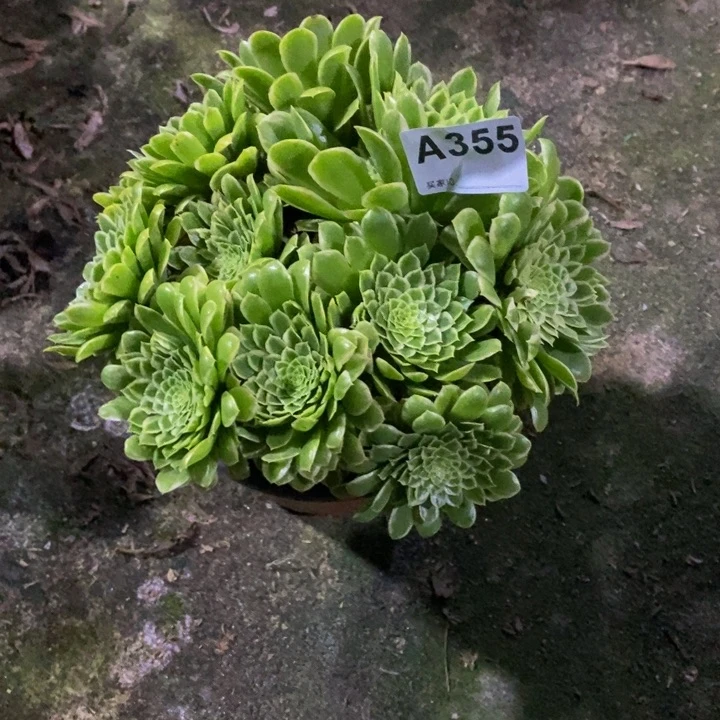 翡翠冰多肉植物355