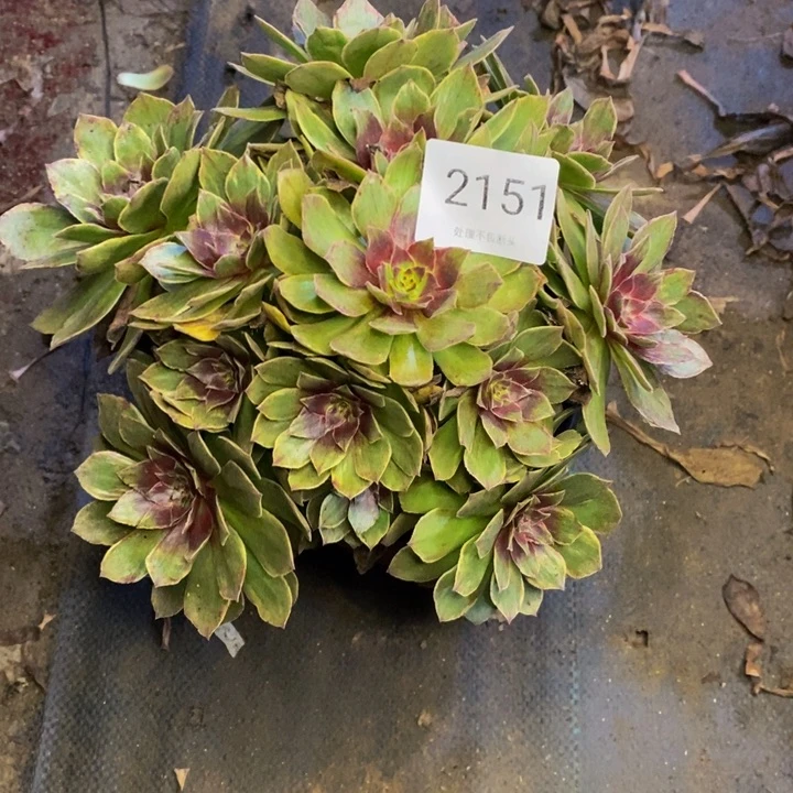 红丝绒多肉断头不包2151