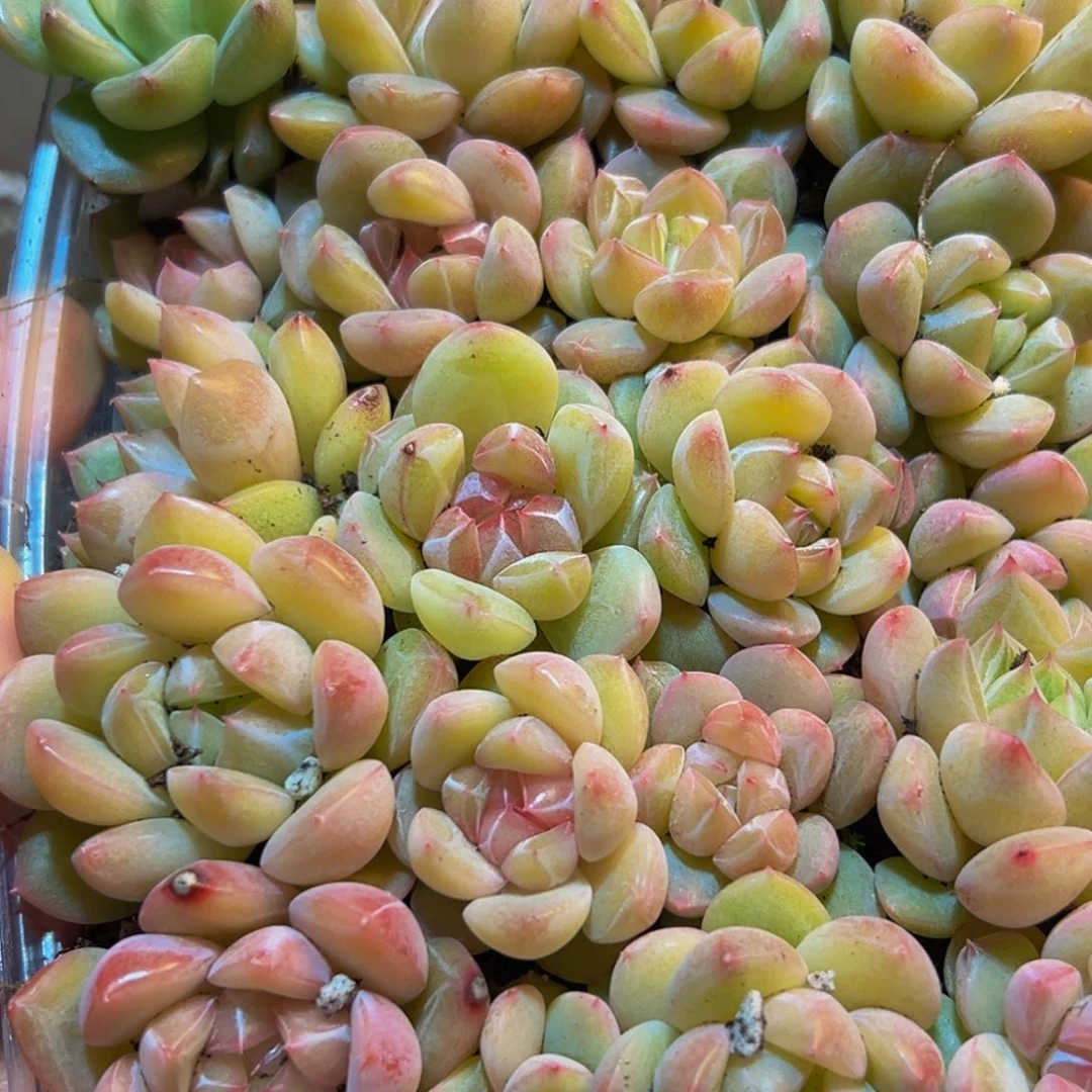 825多肉葡萄的味道是