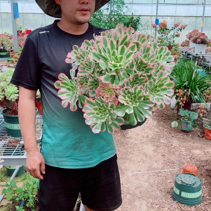 大颗白凤多肉法师