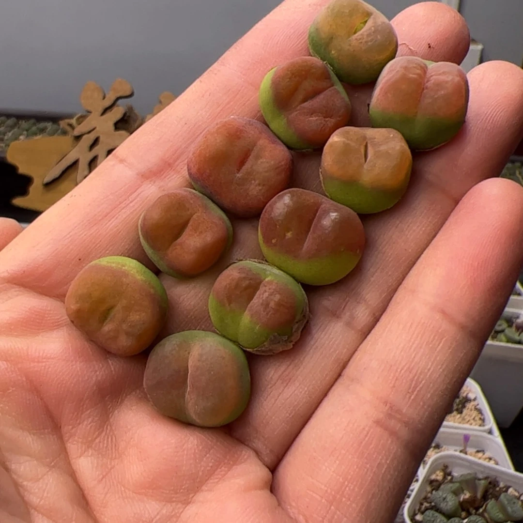 【闪购商品】0000000018水蜜桃