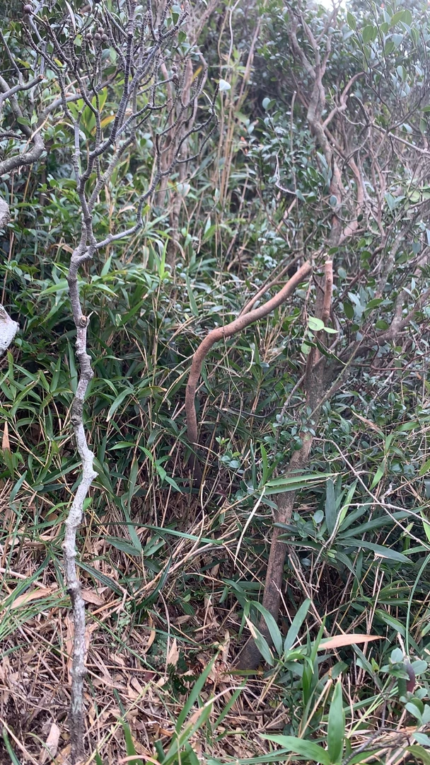海岛春花、栀子花、石枫