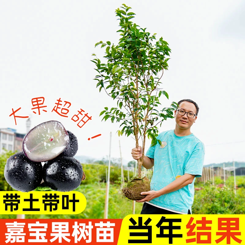 【精选】嘉宝果树果苗沙巴艾斯卡四季红妃树葡萄苗果树庭院南北方