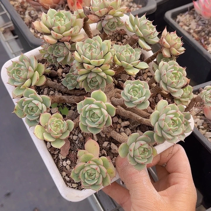 笨吧25205多肉植物