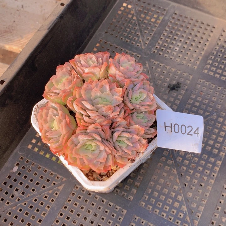 木***易闪购多肉1棵h0024