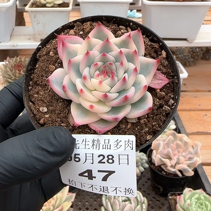 0528-47吉娃娃锦